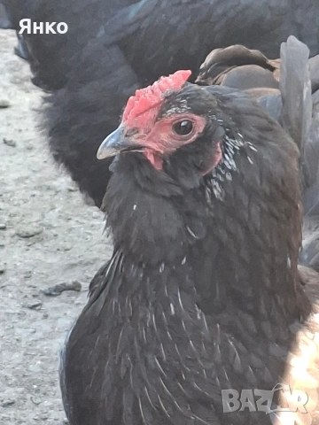 Оплодени яйца, снимка 5 - Кокошки и пуйки - 54326017