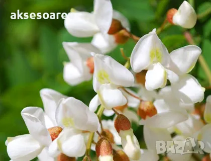 Продавам 400 висококачествени семена от бързо растяща Бяла медоносна акация Бял облагороден салкъм , снимка 11 - Сортови семена и луковици - 49258986