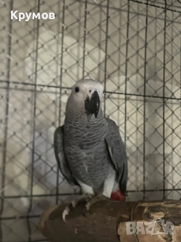  Продавам папагали Жако (African Grey Parrot), снимка 3 - Папагали - 51531679