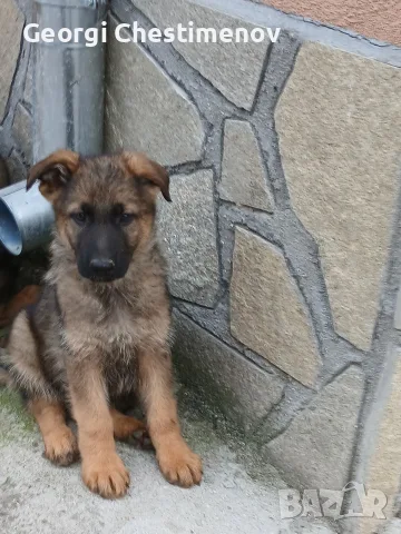 Малки немски овчарки!