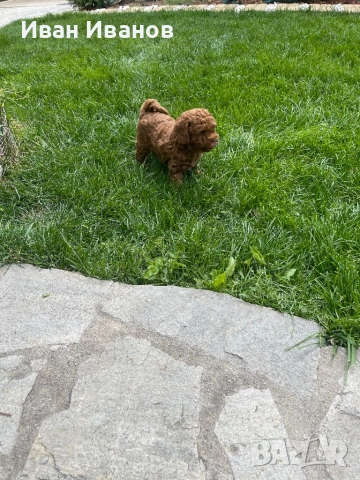 Той мини пудел, снимка 2 - Пудели - 54253460