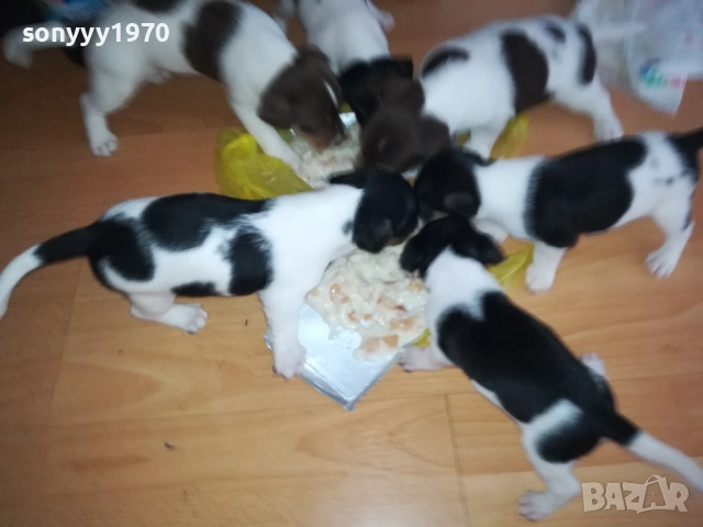 JACK RUSSELL-БЕБЕТА ДЖАК РЪСЕЛ 1609250639, снимка 11 - Джак ръсел териер - 51727864