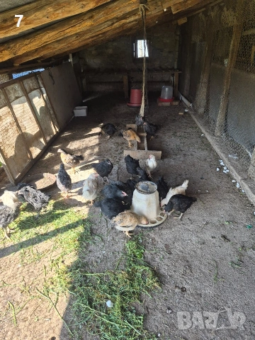 Продавам селски пилета , снимка 3 - Кокошки и пуйки - 54163644