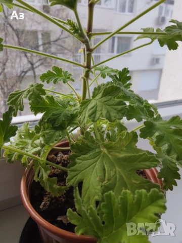 Продавам цветя Индрише - 7 бр. налични, снимка 9 - Стайни растения - 48459167