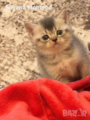 Британски късокосместа и шотландски клепоухи