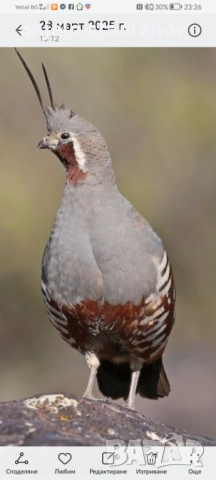 Планински пъдпъдъци , снимка 2 - други­ - 52923922