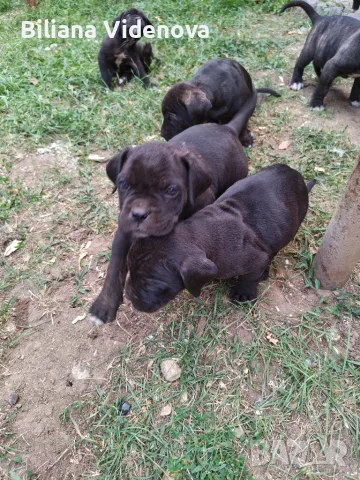 Продавам кученца Кане Корсо , снимка 4 - Кане корсо - 56329358