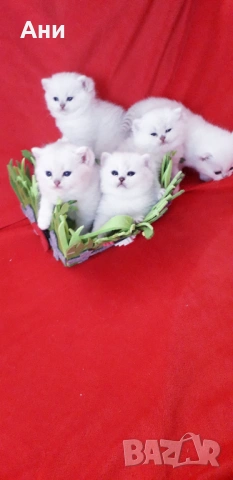 КОТЕНЦА МЕЧТА., снимка 2 - Чинчили - 54135674