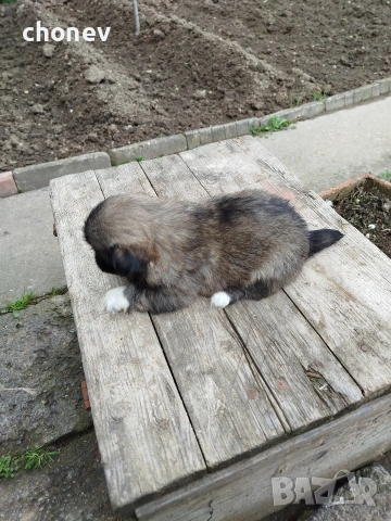 Пекинез , снимка 12 - Пекинез - 52281331