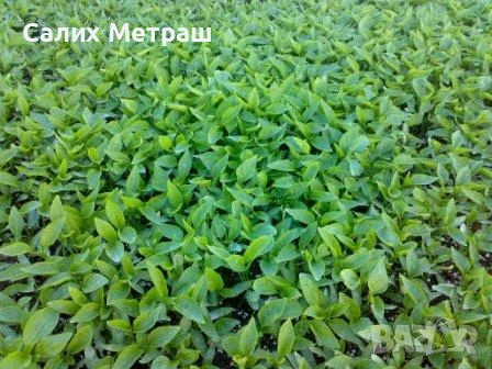 Разсад за пипер, разсад за домати и др., снимка 3 - Разсади - 53056101