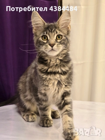 Котенца мейн куун, снимка 5 - Мейн кун - 54137626