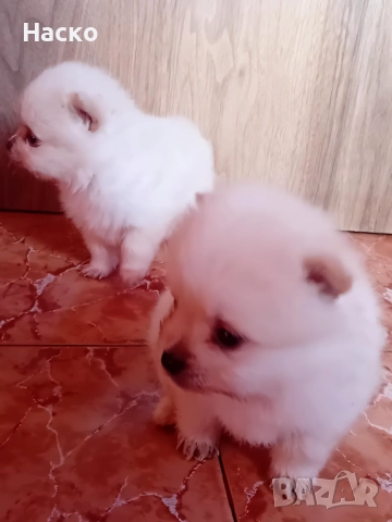 Померански шпиц, снимка 9 - Померан - 52949658