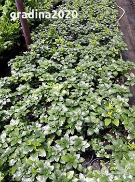 Pachysandra terminalis - Пахисандра, снимка 4 - Градински цветя и растения - 30390748