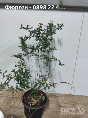 Цеанотусът (Ceanothus) или калифорнийският люляк Налични 2 вида, снимка 10 - Разсади - 49944023