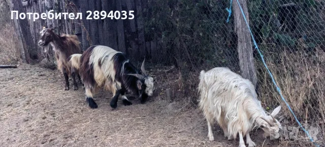 кози + пръч бартер за други животни , снимка 5 - Кози - 56204809