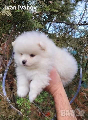 Померан-мини шпиц!!!, снимка 6 - Померан - 53060416