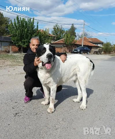 Продавам САО- Алабай, снимка 3 - Алабай - 49557113