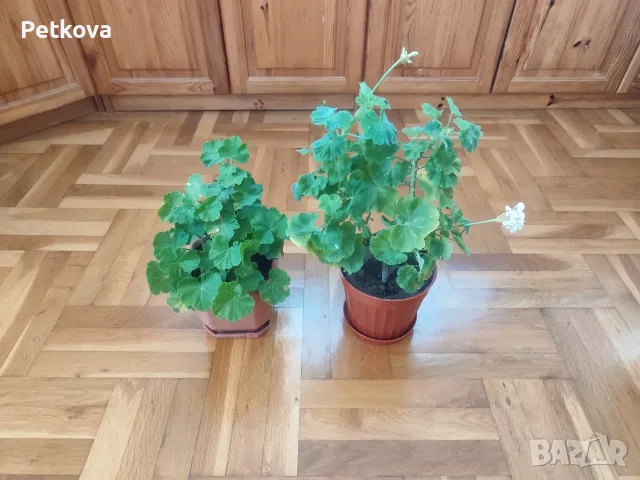 Мушката, сакъзчета и каланхое, снимка 8 - Стайни растения - 56455782