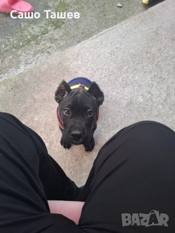 Кане Корсо, снимка 5 - Кане корсо - 52416691