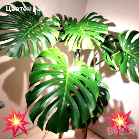 Комплект от три вида monstera, може и по отделно, снимка 2 - Стайни растения - 56123987