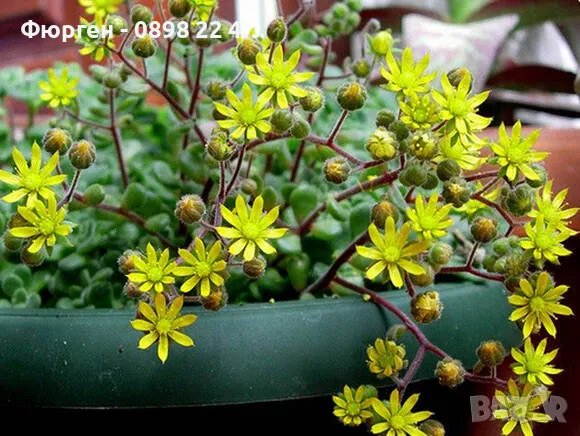 Разсад Дървото на парите