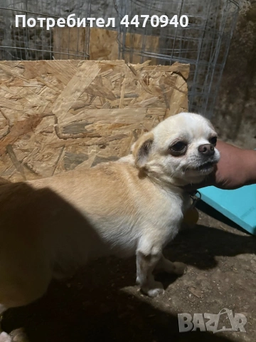 Мъшко Чихуахуа за РАСПЛОД., снимка 5 - Търси партньор - 53216214