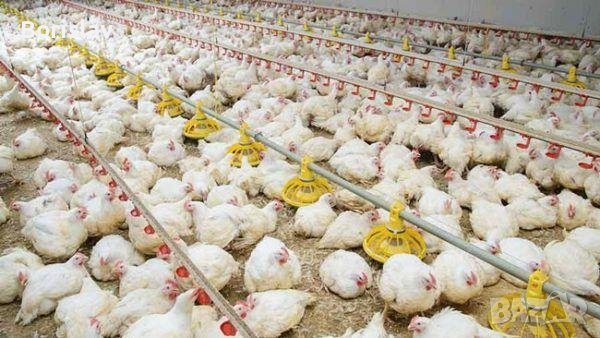 Бройлери за клане Ивански, снимка 2 - Кокошки и пуйки - 44013649