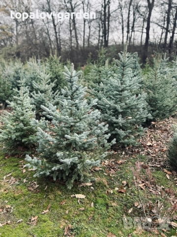 Сребрист Смърч , снимка 7 - Градински цветя и растения - 52665193