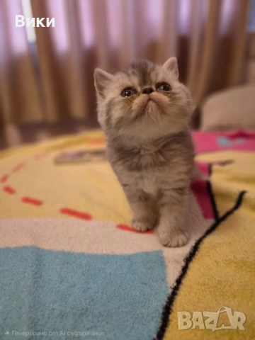 Екзотични  персийски 