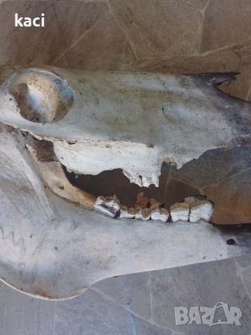 Череп от кон -40сантиметра., снимка 1