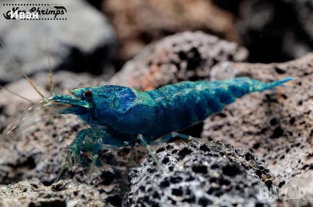 Аквариумни скариди Blue bolt Extreme