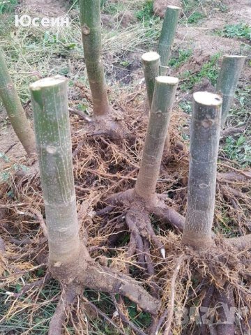 Фиданки от пауловния , снимка 8 - Градински цветя и растения - 42173447