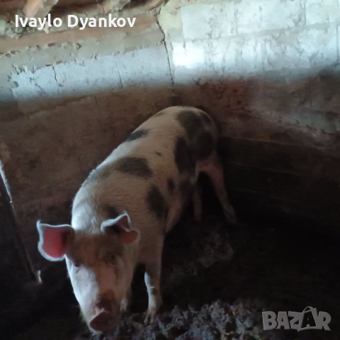 Женско прасе, снимка 4 - Прасета - 52624491