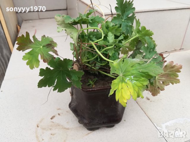 здравец в саксия с почва 2702241606, снимка 5 - Градински цветя и растения - 44495750