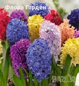 Луковици ЗЮМБЮЛИ, снимка 3 - Градински цветя и растения - 51033126