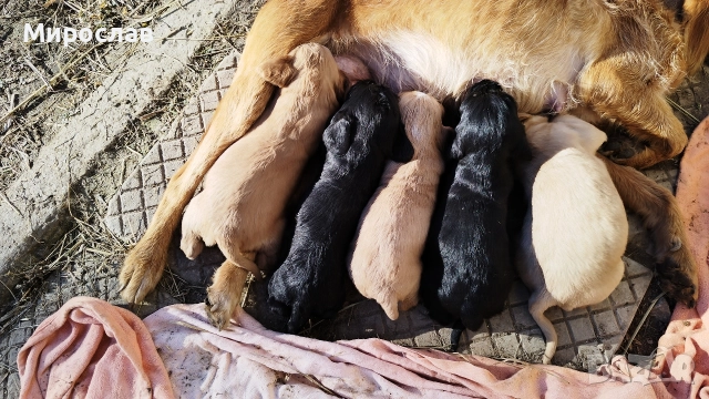 Малки кокерчета, снимка 2 - Кокер шпаньол - 52961271