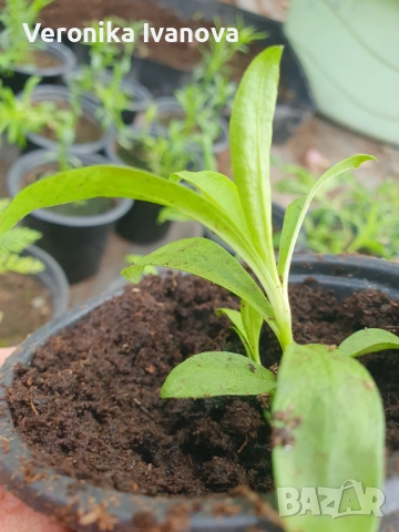 "Черен карамфил", снимка 4 - Разсади - 52227428