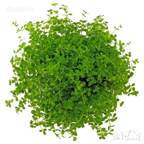 Микрантемум Монте Карло , снимка 2 - Други - 50177741