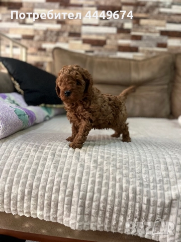 Мини пудел, снимка 3 - Пудели - 52840743