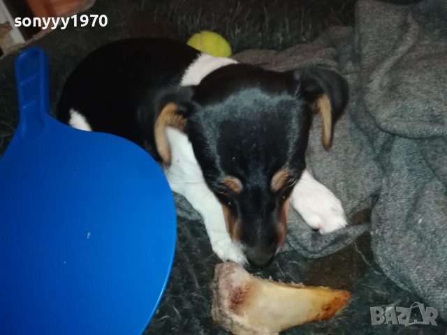 бебе ДЖАК РЪСЕЛ ТЕРИЕР 2111251016, снимка 16 - Джак ръсел териер - 52488853