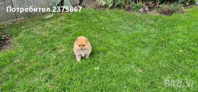 1 мъжко и 2 женски померанчета,померан, снимка 3 - Померан - 54157495