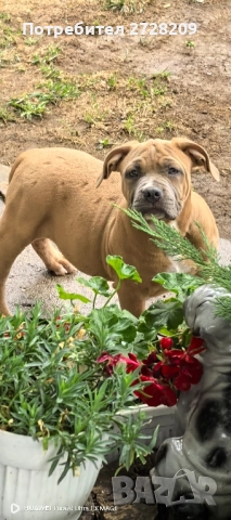 Американско Були ХЛ/ American Bully XL, снимка 13 - Питбул - 51410382