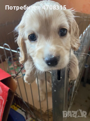 Кокер шпаньол момче ваксина родословен баща, снимка 7 - Кокер шпаньол - 54086998