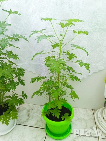 Трилистник, Индрише, Дифенбахия, Бегония, Бенджамин, Епипремнум, Билбергия 