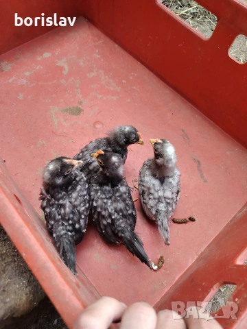 Пилета шабо, снимка 2 - други­ - 54336006