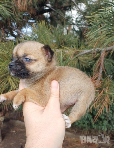 Чистокръвни мини чихуахуа 