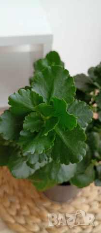 Каланхое без цвят, снимка 3 - Стайни растения - 53785384