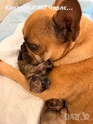 Френски булдочета, снимка 2 - Френски булдог - 54326526