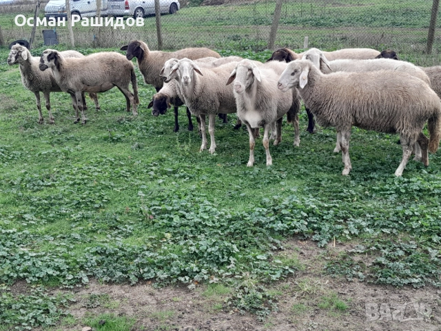 Продавам 10 овце заплодени и 1 коч