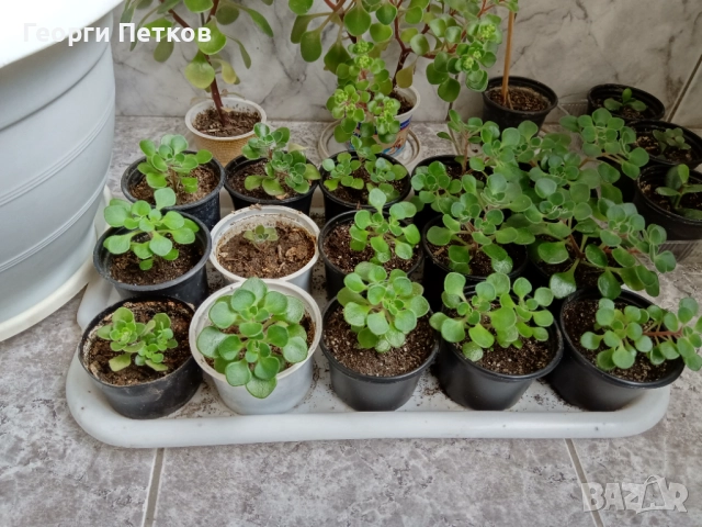 Айхризон ( Дървото на Парите), снимка 4 - Стайни растения - 52797810